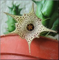 Huernia macrocarpa ssp hareghensis